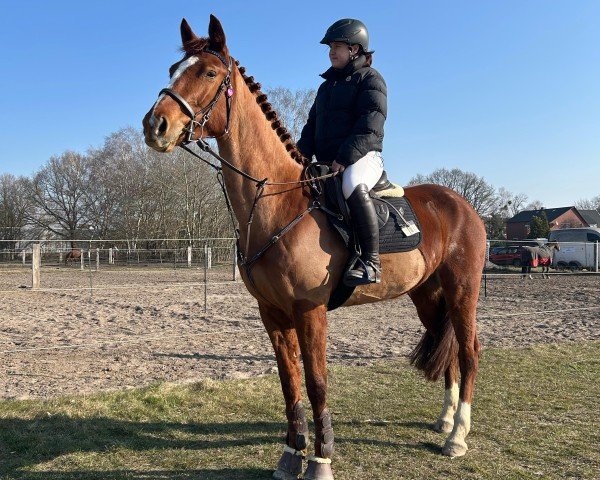 jumper Quibelle 42 (Zangersheide riding horse, 2020, from VDL Quickthago)