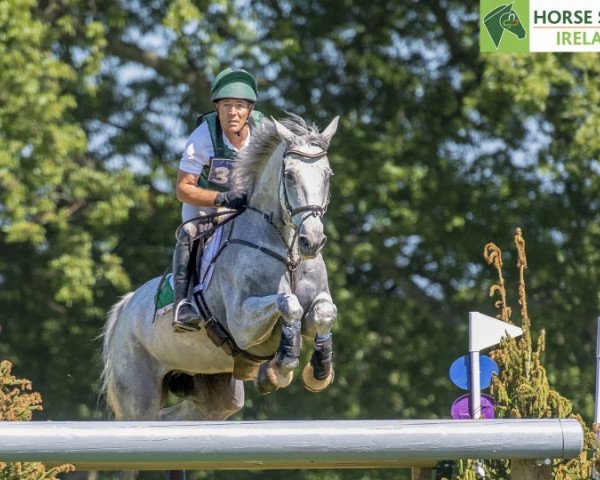 Springpferd Colorado Blue (British Sport Horse, 2009, von Jaguar Mail)