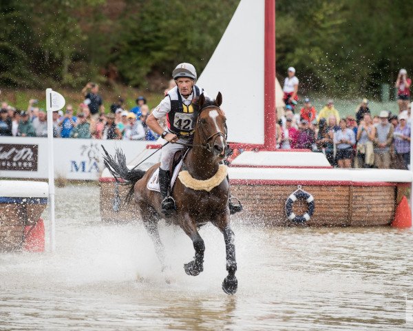 Springpferd Imperial van de Holtakkers (Belgisches Warmblut, 2008, von Quidam de Revel)