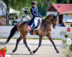 jumper Lady Chin van 't Moerven Z (Zangersheide riding horse, 2010, from Lord Chin)