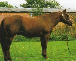 stallion Contoureds Par Bar (Quarter Horse, 1997, from Contoured)