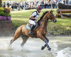 Springpferd Don Quidam (KWPN (Niederländisches Warmblut), 2008, von Quidam)