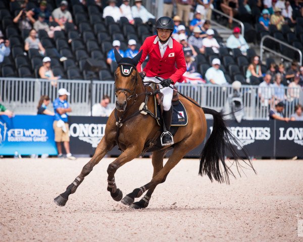 horse Talma d'Allou (Selle Français, 2007, from Opium de Talma)