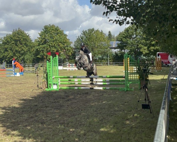 Pferd Brisco 51 (Welsh Pony (Sek.B), 2017, von Kranichhof's Blue-Berry)