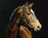 horse Feiner Stern (Hanoverian, 1983, from Freiherr)