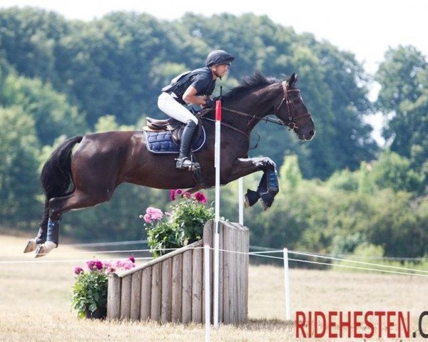 Springpferd Fascination (Dänisches Warmblut, 2011, von Favorit Ask)