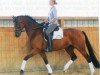 Springpferd Lucy VIII (Westfale, 2004, von Laudabilis)