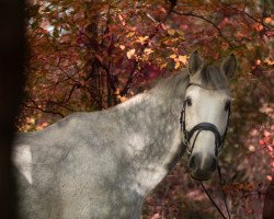 Springpferd Conrad R (Oldenburger, 2009, von Capilano)