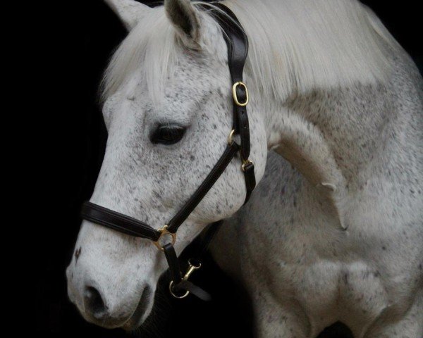 Pferd Karlchen 93 (Kleines deutsches Reitpferd, 2004, von Korlandus)