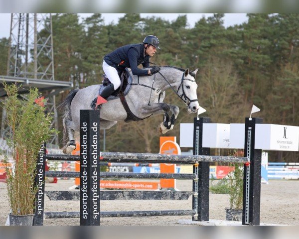 jumper Count On Me 27 (Holsteiner, 2018, from Clarimo Ask)