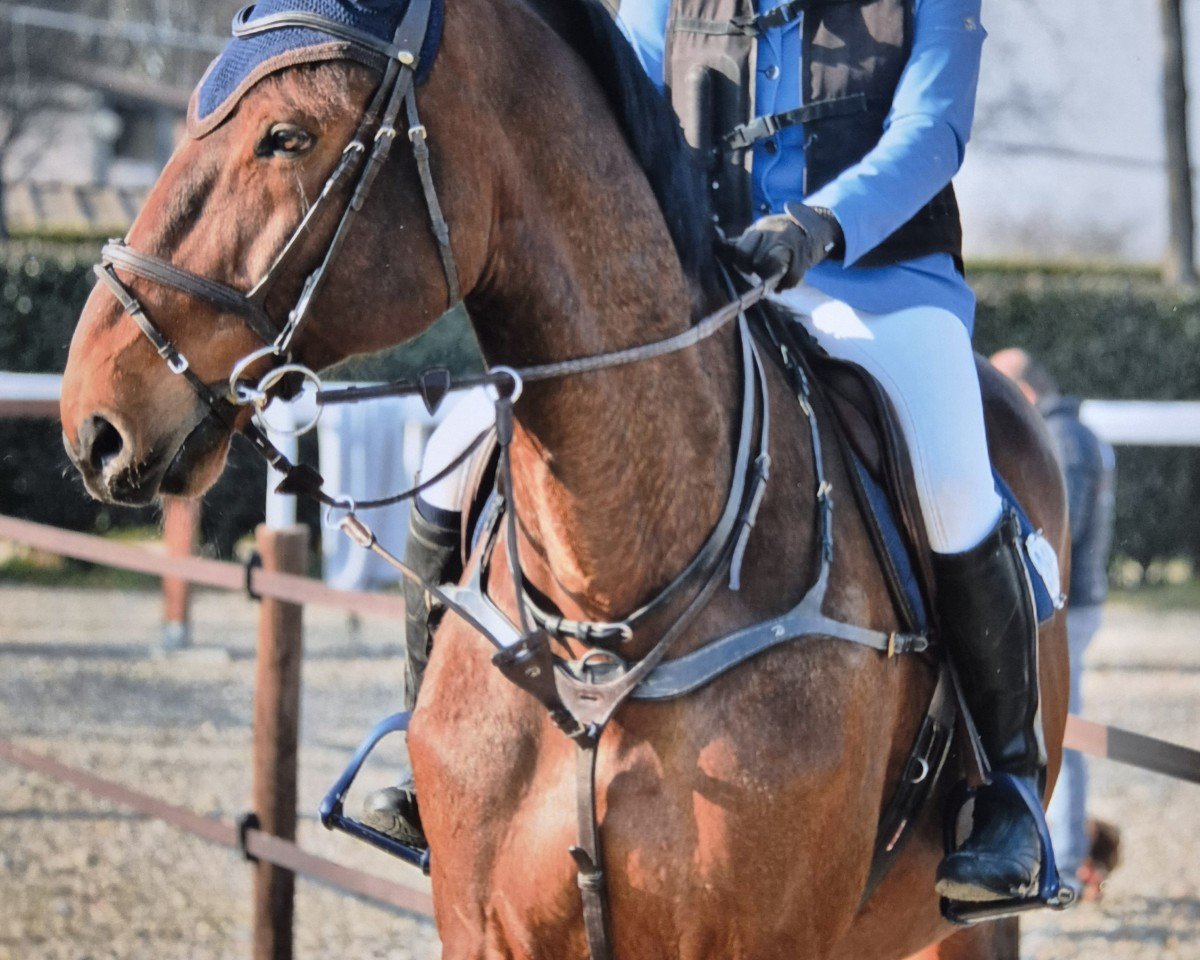 jumper Don de Semilly (Westphalian, 2011, from Diamant de Semilly)