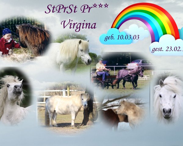 broodmare StPrSt Pr*** Virgina (Shetland Pony, 2003, from Kobold)