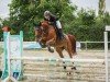jumper Lillet Spezial (Oldenburg show jumper, 2017, from C-Trenton Z)