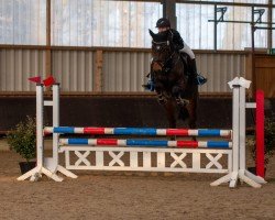Springpferd First Lord Favorite O (Oldenburger Springpferd, 2020, von Favorit Ask)