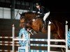 jumper Santano H 3 (German Sport Horse, 2015, from Stargold)