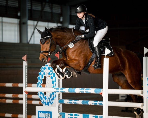 jumper Santano H (German Sport Horse, 2015, from Stargold)
