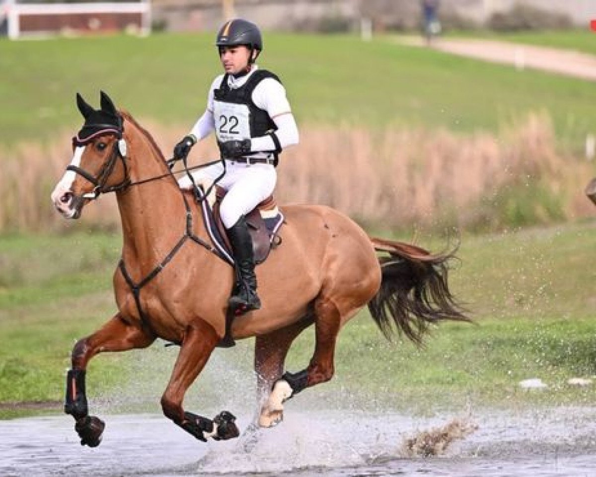horse Source de la Faye AA (Anglo-Arabs, 2006, from Tresor du Renom AA)
