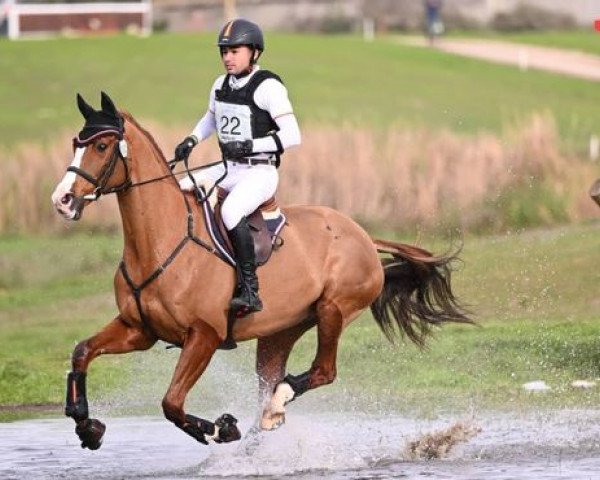 Pferd Source de la Faye AA (Anglo-Araber, 2006, von Tresor du Renom AA)