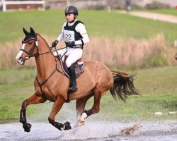 horse Source de la Faye AA (Anglo-Arabs, 2006, from Tresor du Renom AA)