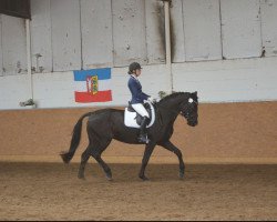 dressage horse Amore 72 (Trakehner, 2007, from Insterburg TSF)