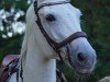 Springpferd Athene (Mecklenburger, 2007, von Adenio II)