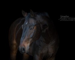 dressage horse Endymion (Bavarian, 2003, from Entertainment)