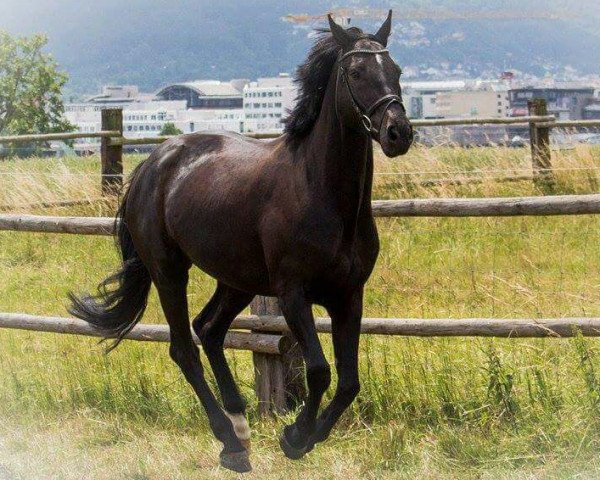 Springpferd Deeply Relaxed (Württemberger, 2009, von Diarado)