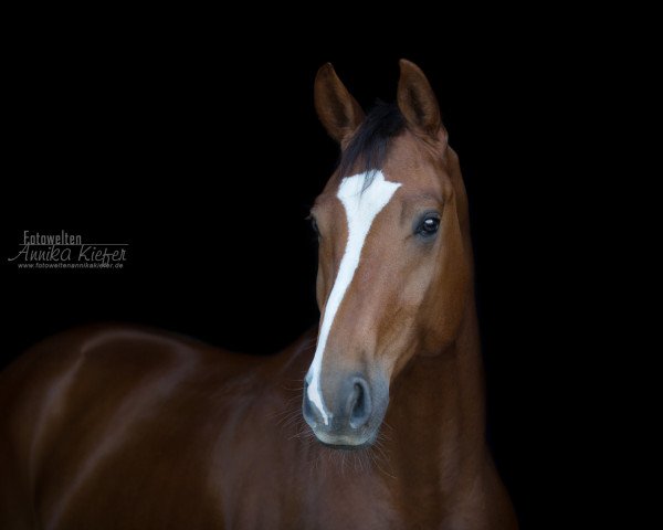 dressage horse Belvan (Hanoverian, 2015, from Beltano)