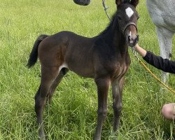 Springpferd Hengst von Casall / Corrado (Holsteiner, 2021, von Casall)