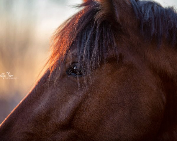 dressage horse Zauberprinz K (Westphalian, 2018, from Zoom)