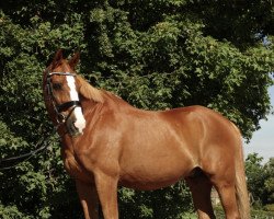 dressage horse Prinz Harald (Rhinelander, 1998, from Popstar)