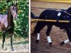 stallion Beaujolais (German Riding Pony, 1998, from Brillant)