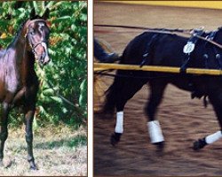 stallion Beaujolais (German Riding Pony, 1998, from Brillant)