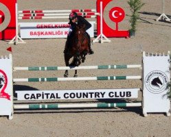 broodmare Caretina (Holsteiner, 2006, from Caretino)