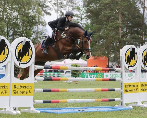 jumper Lara Croft 39 (German Sport Horse, 2011, from Criffindor)