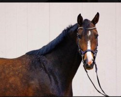 jumper Cassita B (Oldenburg show jumper, 2016, from Casiro I)