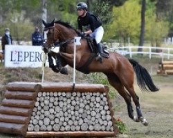 Springpferd Amande de B'Neville (Selle Français, 2010, von Oscar des Fontaines)