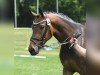 broodmare Best Secret 11 (German Sport Horse, 2017, from Blue Hors Farrell)