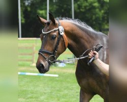 dressage horse Best Secret 11 (Deutsches Sportpferd, 2017, from Blue Hors Farrell)