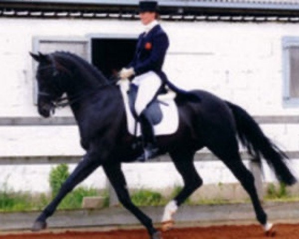 Deckhengst San Ciro Hit (British Sport Horse, 2002, von Sandro Hit)