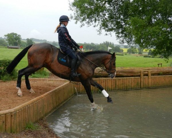 dressage horse Super Cillious (British Sport Horse, 2009, from San Ciro Hit)