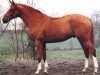 stallion Bocage de Longane (Selle Français, 1989, from Rubens D'Helby)