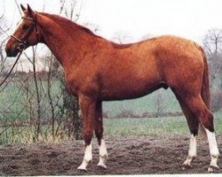 Deckhengst Bocage de Longane (Selle Français, 1989, von Rubens D'Helby)