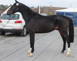 jumper Cash de Brecey (Selle Français, 2012, from Bocage de Longane)