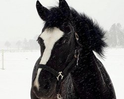 Pferd Revolution Sister (Deutsches Reitpony, 2010, von Black Ombre)