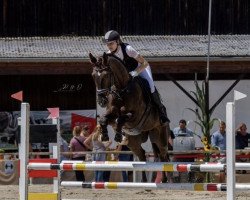 jumper Vigotaire (Belgian Warmblood, 2014, from Vigo d'Arsouilles)