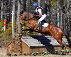 Pferd Vandiver (Trakehner, 2004, von Windfall)