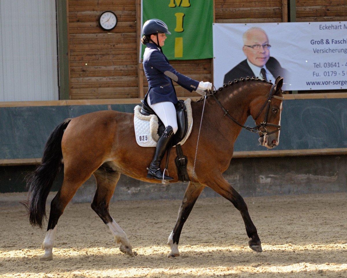 Dressurpferd Huricane 3 (Deutsches Sportpferd, 2005, von Herkules)