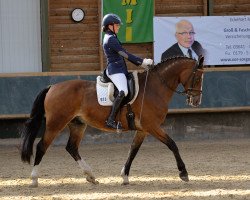 dressage horse Huricane 3 (German Sport Horse, 2005, from Herkules)