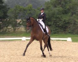 dressage horse Sir Hohenstein (Hanoverian, 2009, from Sir Donnerhall I)